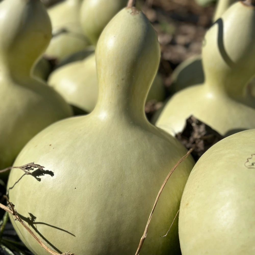 Gourd Large Bottle 4 Gourd Large Bottle - Image 2