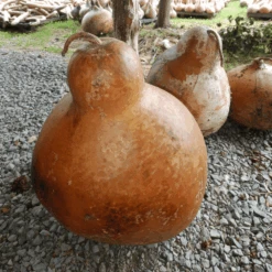 Gourd Large Bottle 7 Gourd Large Bottle -Kingsseeds Store V8159 2