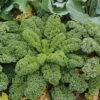 Kale Blue Ridge F1 -Kingsseeds Store V8162 1 d7b3bdc8 f736 4490 83d7 7433ad964b14