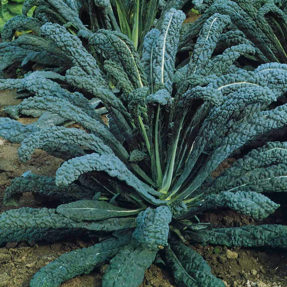 Kale Cavolo Nero 3 Kale Cavolo Nero
