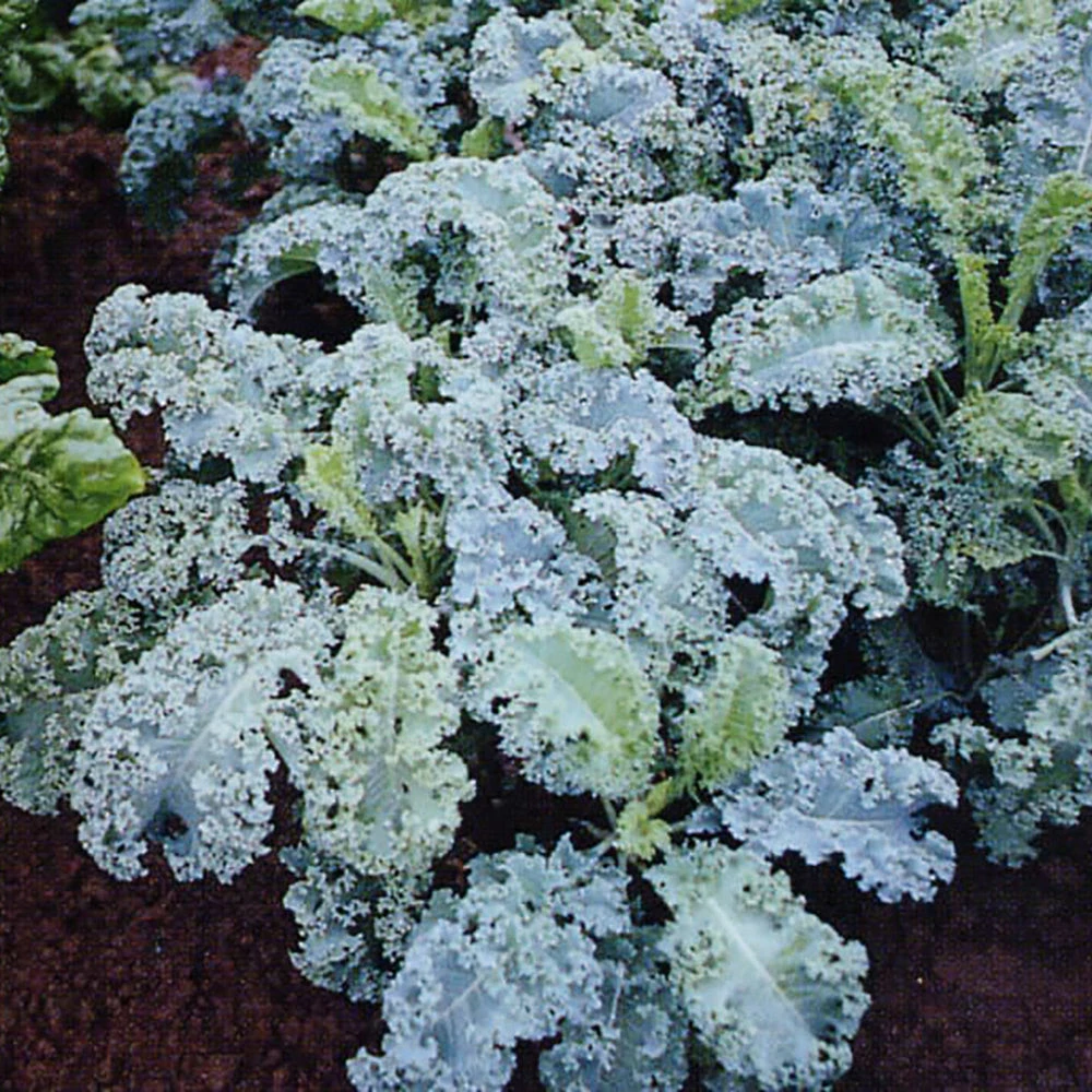 Kale Squire 4 Kale Squire - Image 2