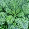 Kale Squire -Kingsseeds Store V8166 2