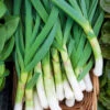Leek Lungo Della Riviera -Kingsseeds Store V8170 1 9ba95240 21fe 46c1 9116 23aa9fb0ff56