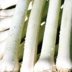 Leek Winter Giant