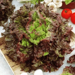 Lettuce Drunken Woman Fringed Head