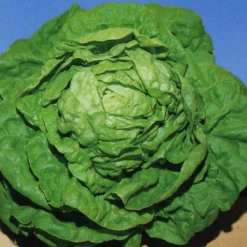 Lettuce Buttercrunch