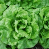 Lettuce Tennis Ball -Kingsseeds Store V8177 1