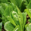 Lettuce Cos -Kingsseeds Store V8178 0430e7b3 5ebc 4f66 b7bc 251070e2e806