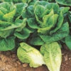 Lettuce Little Gem -Kingsseeds Store V8180 1 d71d9a9f 088b 4e68 966a eab249b465fe