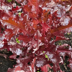 Lettuce Outredgous 8 Lettuce Outredgous -Kingsseeds Store V8182 1
