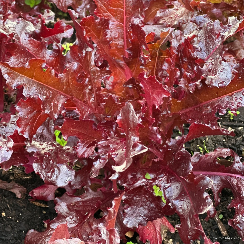 Lettuce Outredgous 5 Lettuce Outredgous - Image 3