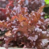 Lettuce Outredgous -Kingsseeds Store V8182 2