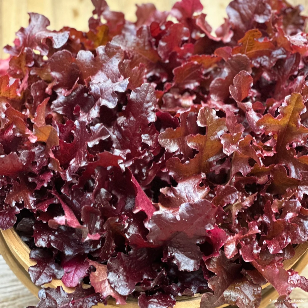 Lettuce Outredgous 4 Lettuce Outredgous - Image 2