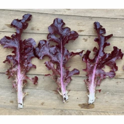 Lettuce Outredgous 9 Lettuce Outredgous -Kingsseeds Store V8182 4