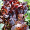 Lettuce Red Caesar 1 Lettuce Red Caesar -Kingsseeds Store V8183 1 4136b71f ef9f 46be be58 b788987cffe8