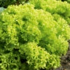 Lettuce Lollo Bionda 2 Lettuce Lollo Bionda -Kingsseeds Store V8186 1 a7c1ee90 c568 402a 80a8 1fc744d3cda7