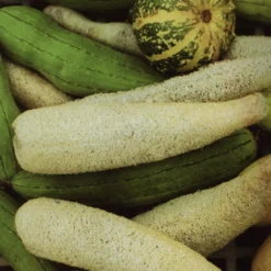 Gourd Luffa -Kingsseeds Store V8192 3