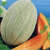 Melon Tuscan Delight F1 -Kingsseeds Store V8197 1 35a9e951 458b 4a30 80a2 5a992654e0d8