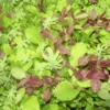 Mesclun Italian Blend -Kingsseeds Store V8198 1