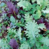 Mesclun Kale Blend 2 Mesclun Kale Blend -Kingsseeds Store V8199 1 93870567 e029 43f4 b099 d86687cbf9f6