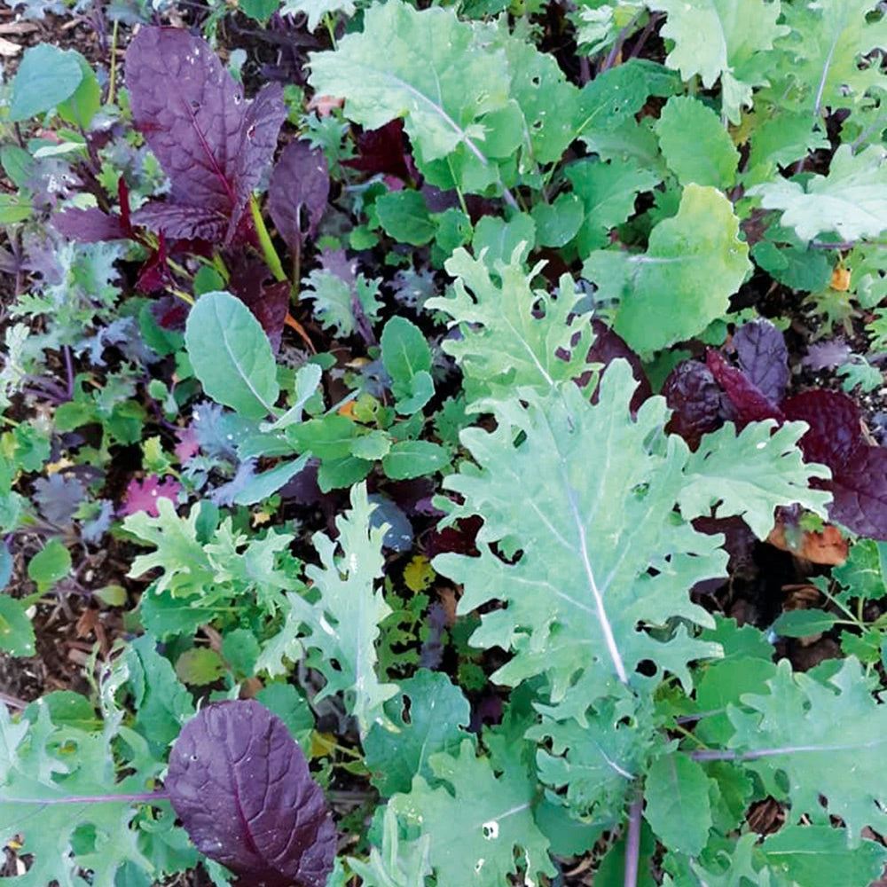 Mesclun Kale Blend 3 Mesclun Kale Blend