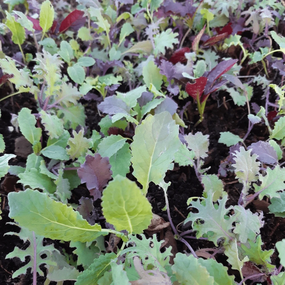 Mesclun Kale Blend 4 Mesclun Kale Blend - Image 2