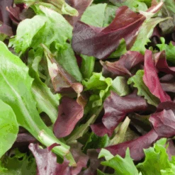 Mesclun Lettuce Blend