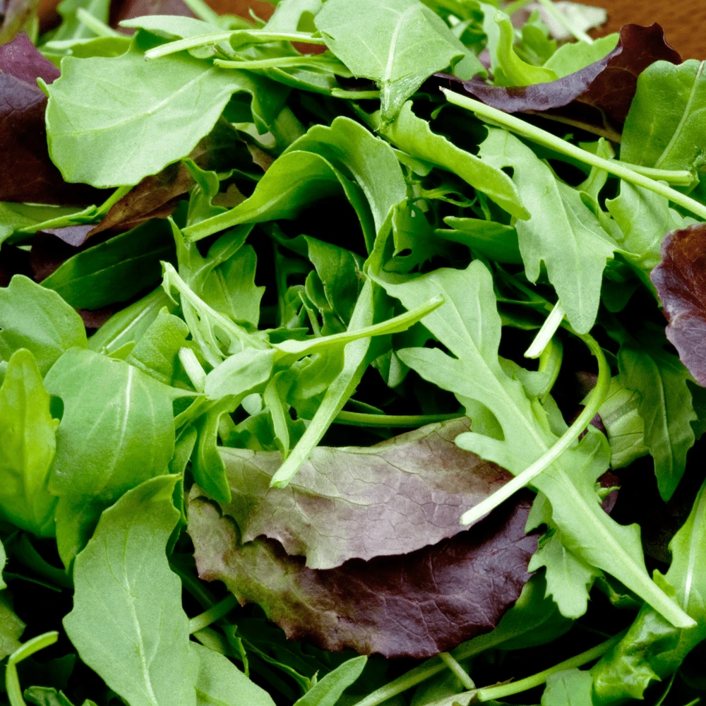 Mesclun Mild Blend 3 Mesclun Mild Blend