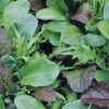 Mesclun Oriental Blend -Kingsseeds Store V8202 1 a795bed1 8fd8 4781 ad34 4783011d48c5
