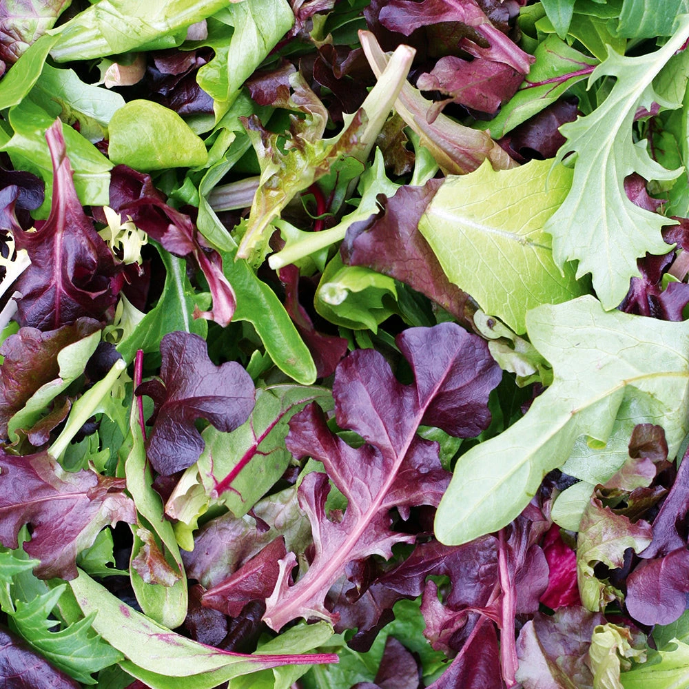 Mesclun Red Blend 3 Mesclun Red Blend