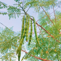 Moringa Horseradish Tree