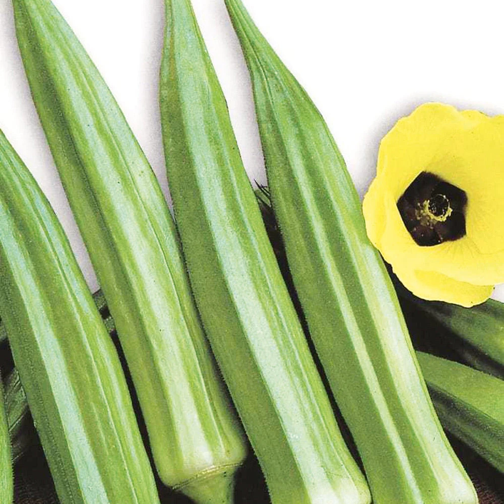 Okra Clemson Spineless 3 Okra Clemson Spineless
