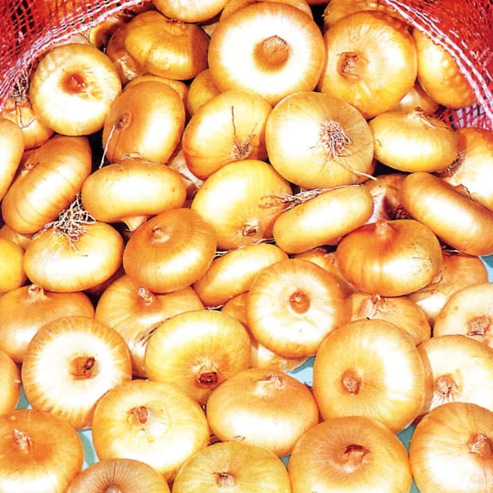 Onion Borettana 3 Onion Borettana