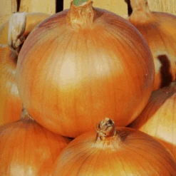 Onion Italian Long Keeper