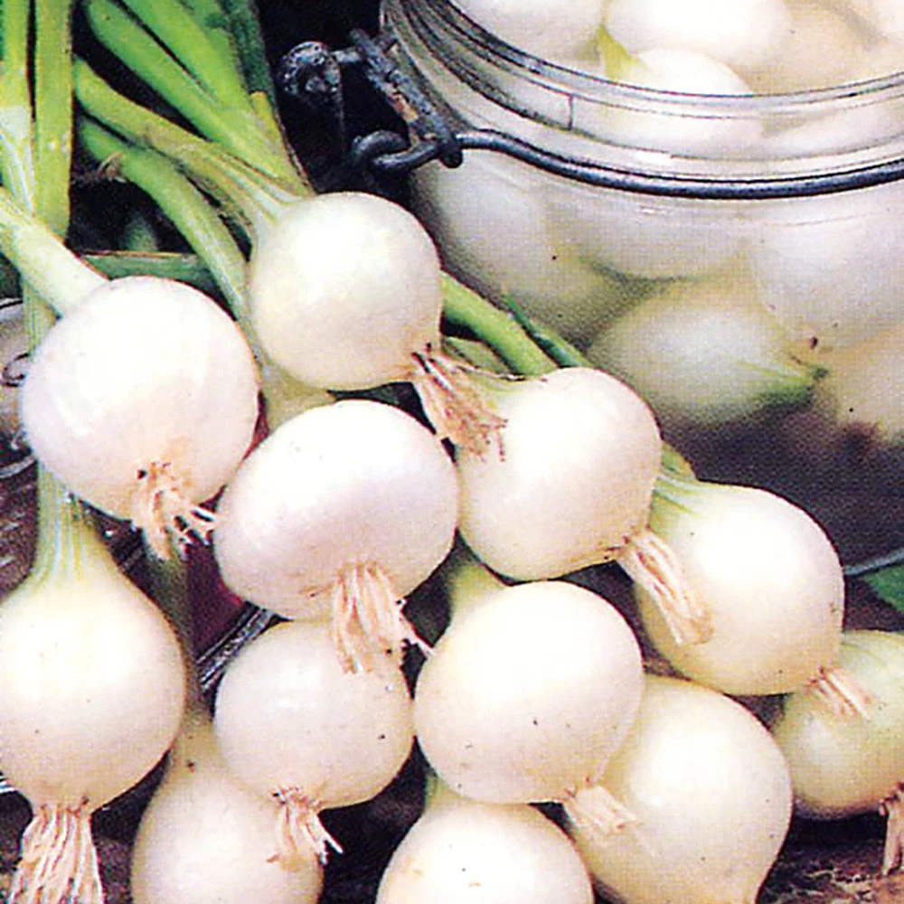 Onion Pearl Drop 3 Onion Pearl Drop