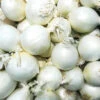Onion White Sweet Spanish -Kingsseeds Store V8217 1 5f83c1c1 0e9b 4fab be01 86d458ee813d