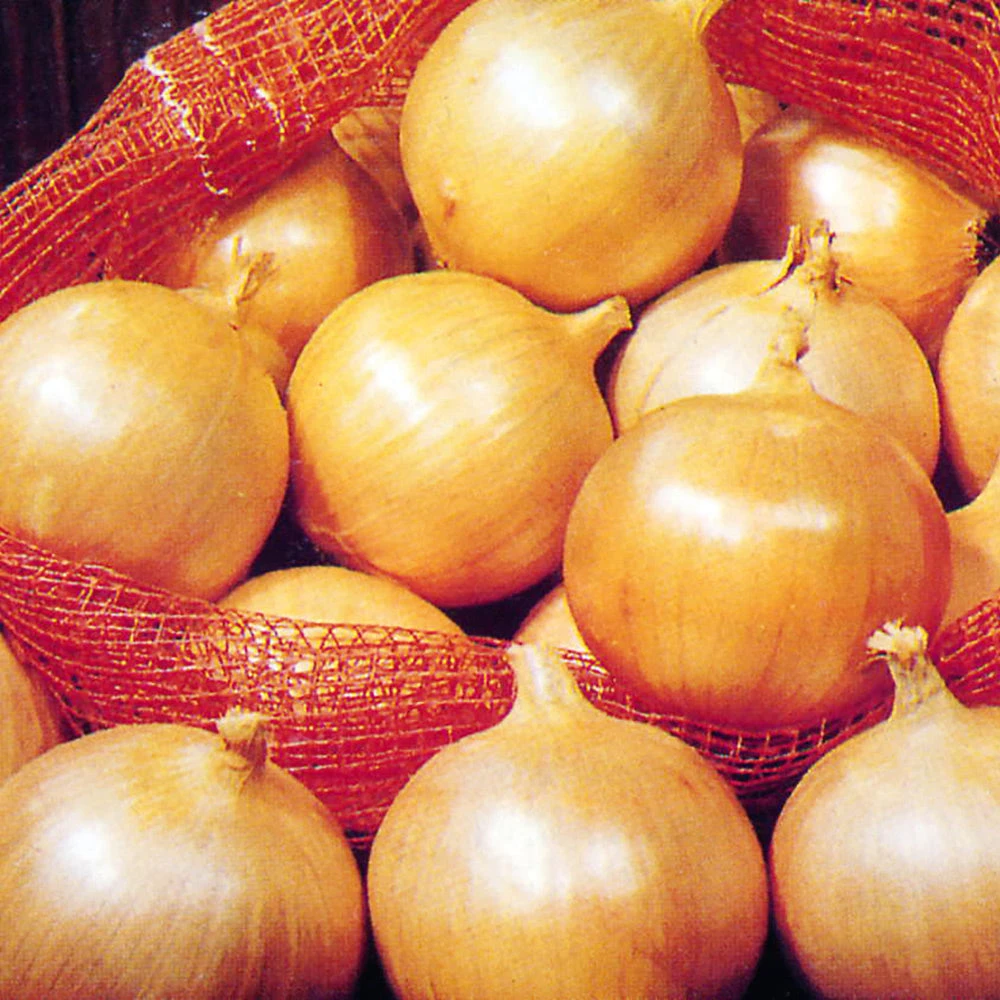 Onion Yellow Sweet Spanish 3 Onion Yellow Sweet Spanish