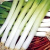 Spring Onion Ishikura -Kingsseeds Store V8221 1 774e3fa7 0627 47cf 8572 410a18590dcd