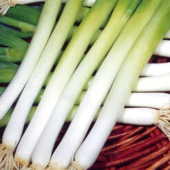 Spring Onion Ishikura