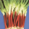 Spring Onion Red Bunching 1 Spring Onion Red Bunching -Kingsseeds Store V8222 1