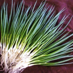 Spring Onion White Welsh