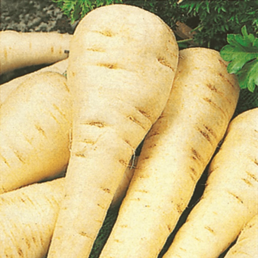 Organic Parsnip Guernsey 3 Organic Parsnip Guernsey