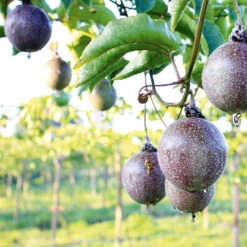 Passionfruit Large Black