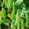 Pea Greenfeast -Kingsseeds Store V8229 1 c58aaef1 9285 4100 a4b6 7ec889f39f04