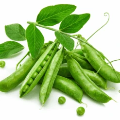 Pea Greenfeast -Kingsseeds Store V8229 2