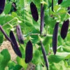 Snow Pea Shiraz -Kingsseeds Store V8230 1 3bfcaea4 4bdb 4098 8c2f 0d4274337a90