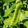 Snow Pea Goliath -Kingsseeds Store V8232 1 fce42a47 d7bd 4e58 b345 5e5a82553dd7