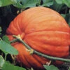 Pumpkin Atlantic Giant 1 Pumpkin Atlantic Giant -Kingsseeds Store V8237 1 4c88c93a ddca 4111 ad66 0c2184c8ca9f