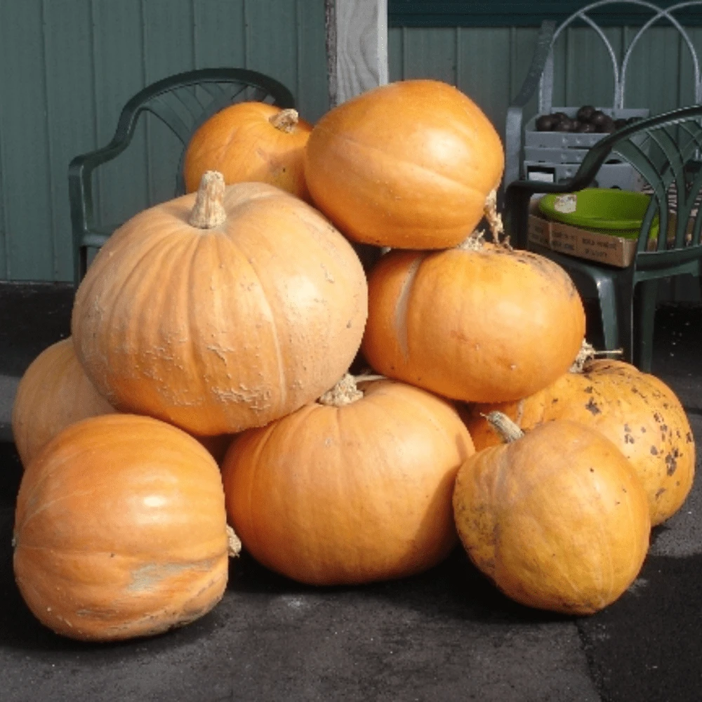 Pumpkin Atlantic Giant 4 Pumpkin Atlantic Giant - Image 2
