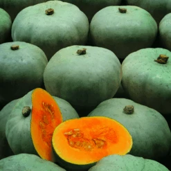 Pumpkin Crown Prince F1 -Kingsseeds Store V8239 3